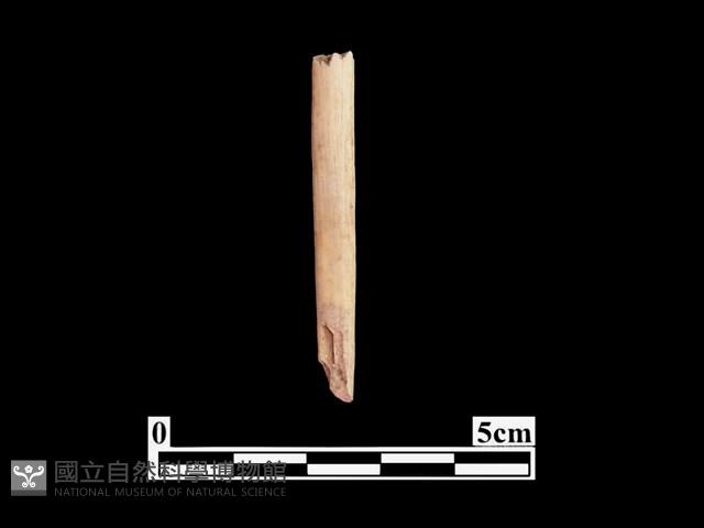 骨針藏品圖，第2張