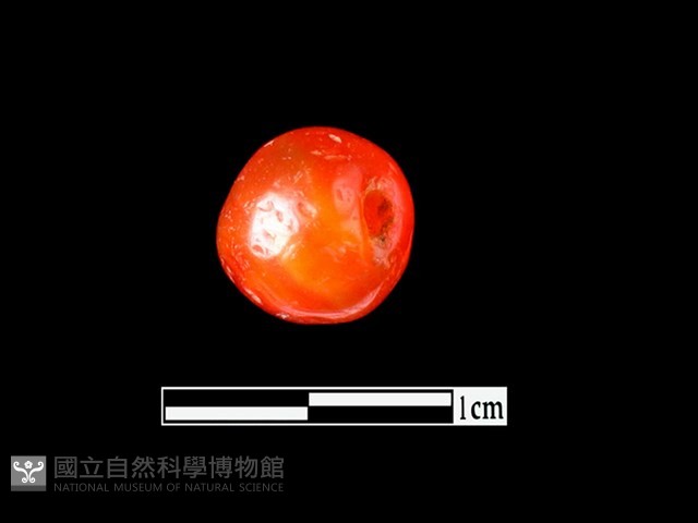 玉髓珠藏品圖，第2張