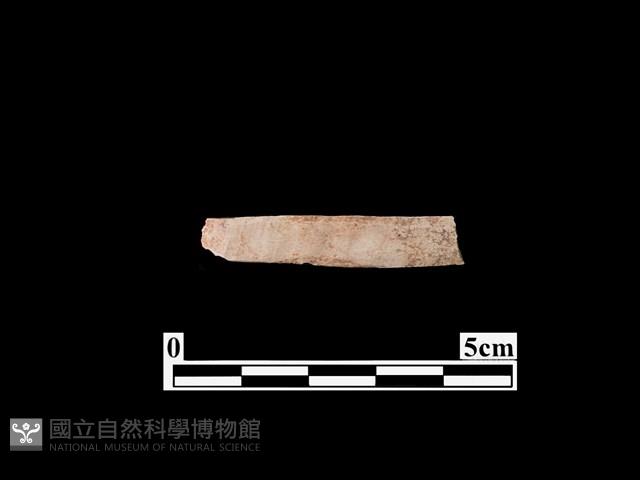 骨器藏品圖，第2張