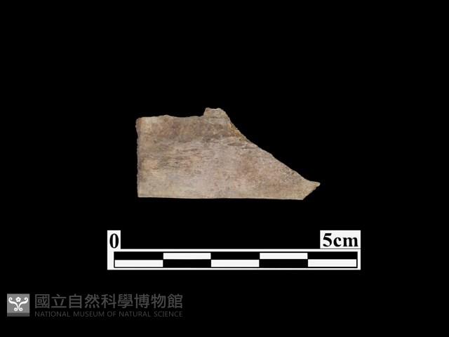 骨器藏品圖，第2張