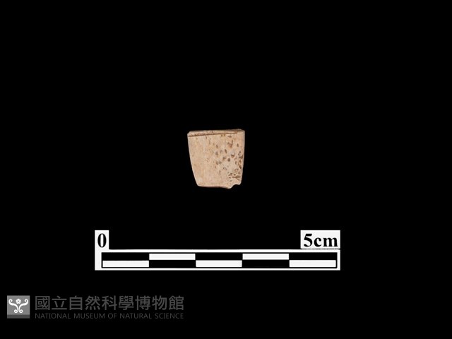 骨器藏品圖，第2張
