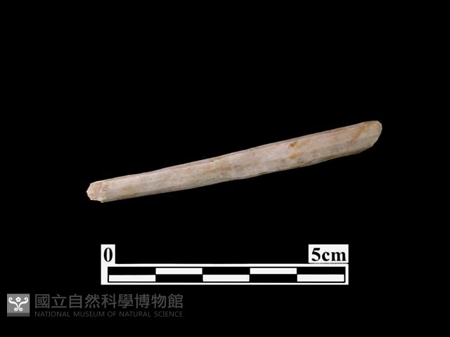 骨器藏品圖，第2張