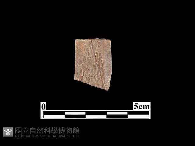 骨器藏品圖，第2張