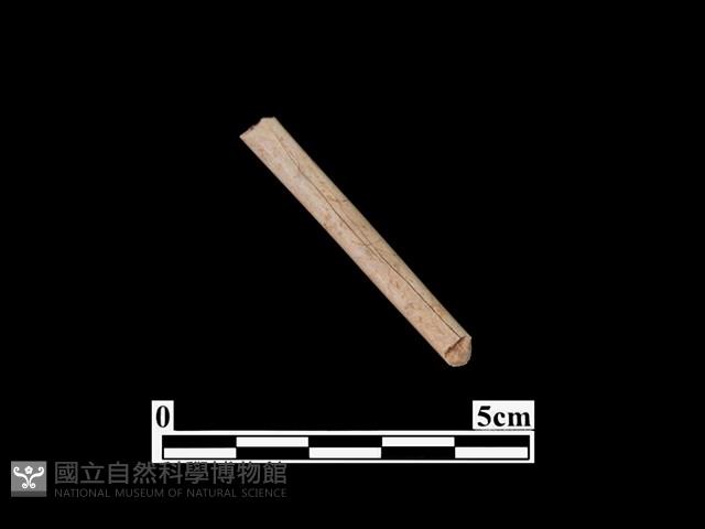 骨器藏品圖，第2張