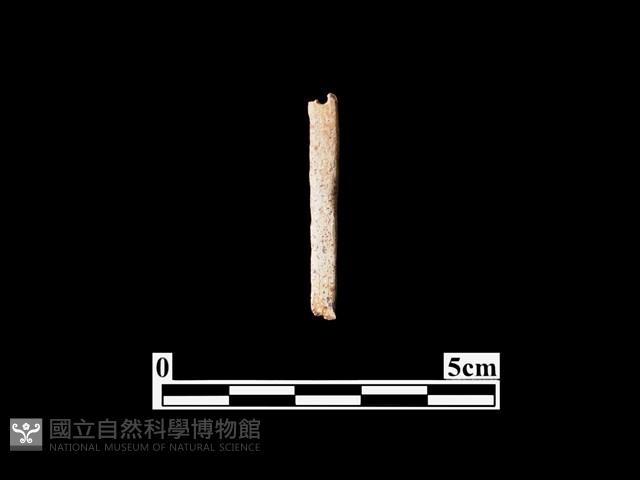 骨針藏品圖，第2張