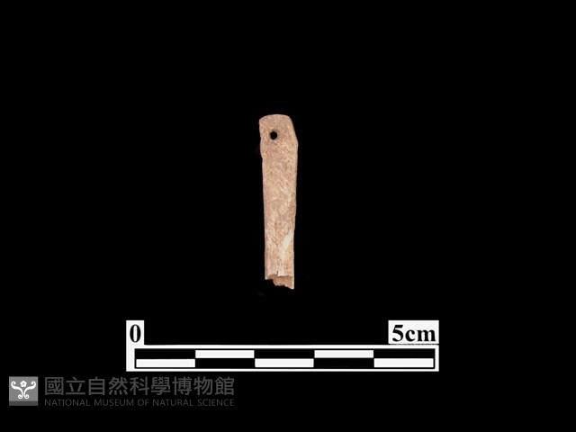 骨針藏品圖，第2張