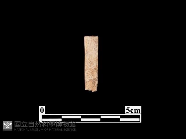 骨器藏品圖，第2張