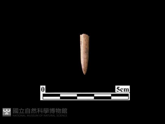 骨針藏品圖，第2張