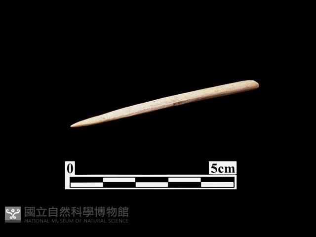 骨針藏品圖，第2張
