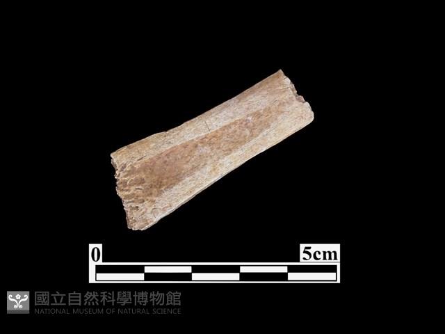 骨器藏品圖，第2張