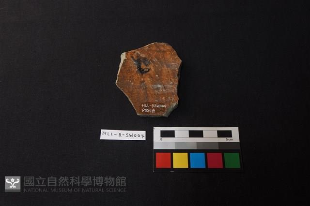 陶缸藏品圖，第2張