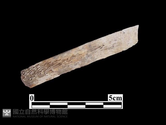 骨器藏品圖，第2張