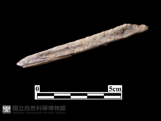 骨器藏品圖，第1張