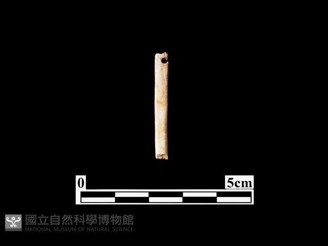 骨針藏品圖，第1張