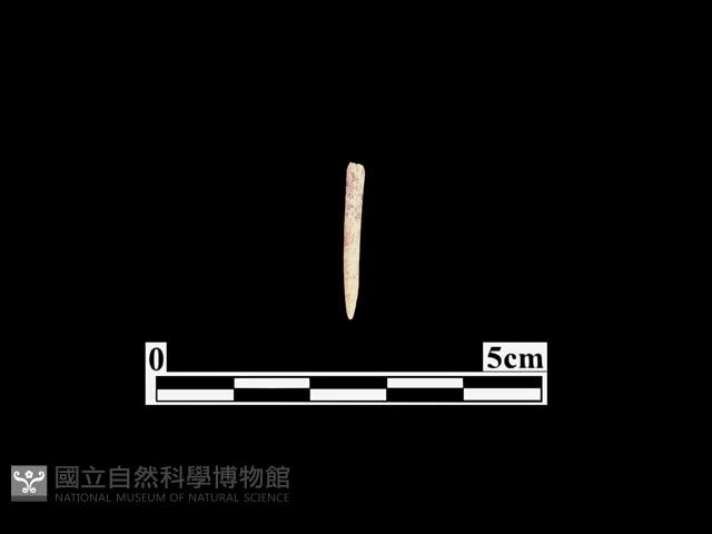 骨針藏品圖，第1張