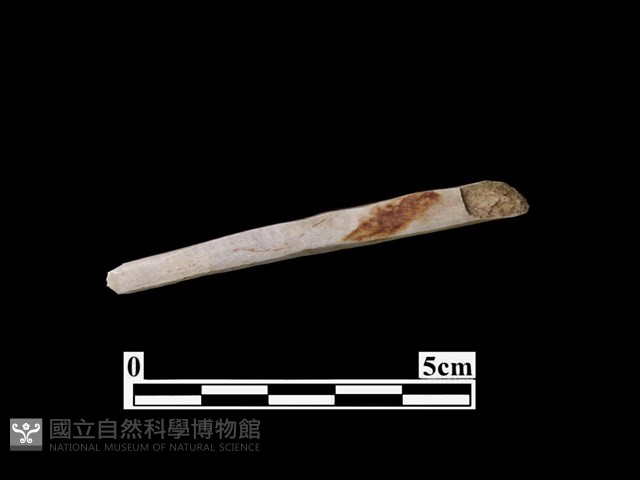 骨器藏品圖，第1張