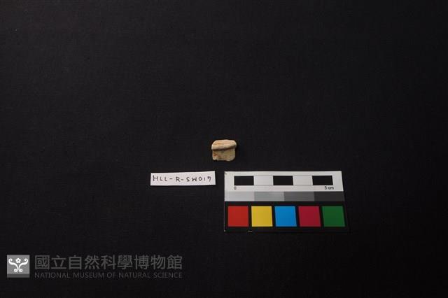 硬陶片藏品圖，第1張