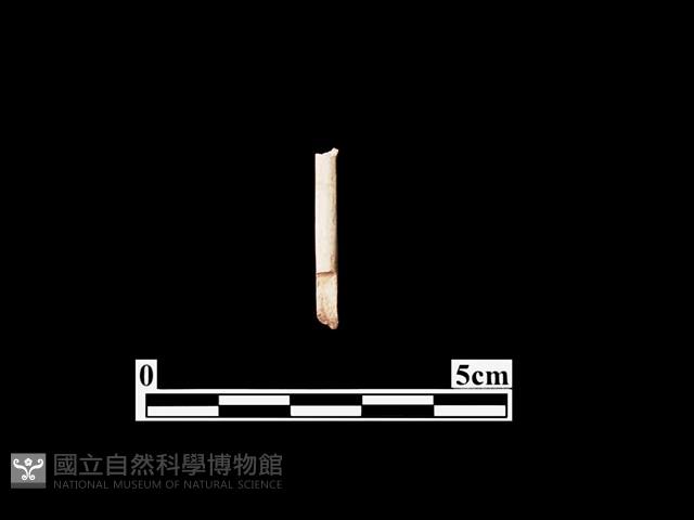 骨器藏品圖，第1張