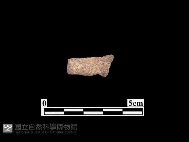 骨器藏品圖，第1張