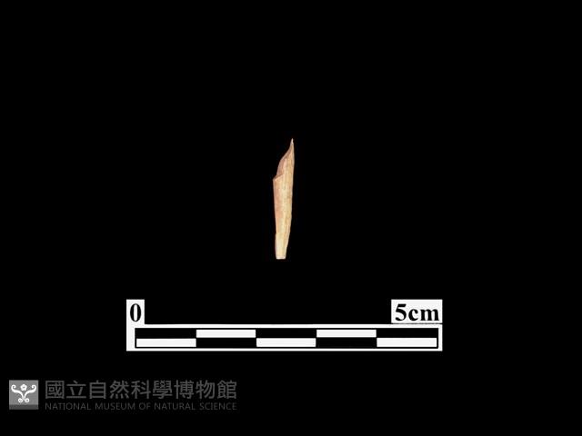 骨器藏品圖，第1張