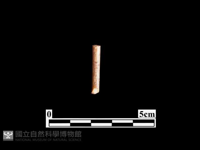 骨器藏品圖，第1張