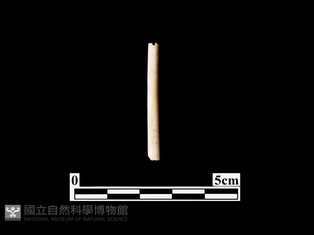 骨針藏品圖，第1張