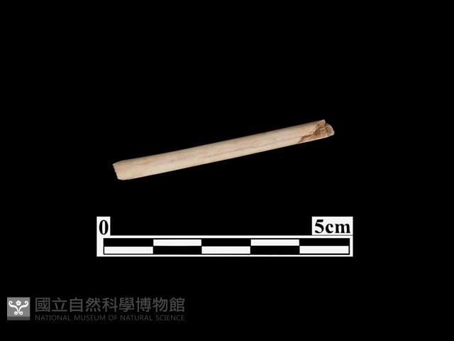 骨針藏品圖，第1張