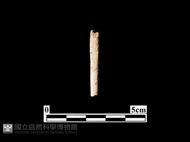 骨針藏品圖，第1張