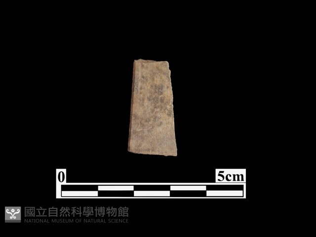 骨器藏品圖，第1張