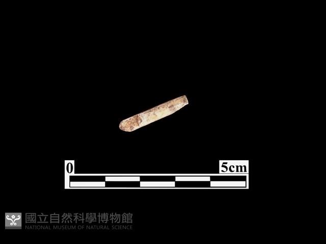 骨器藏品圖，第1張