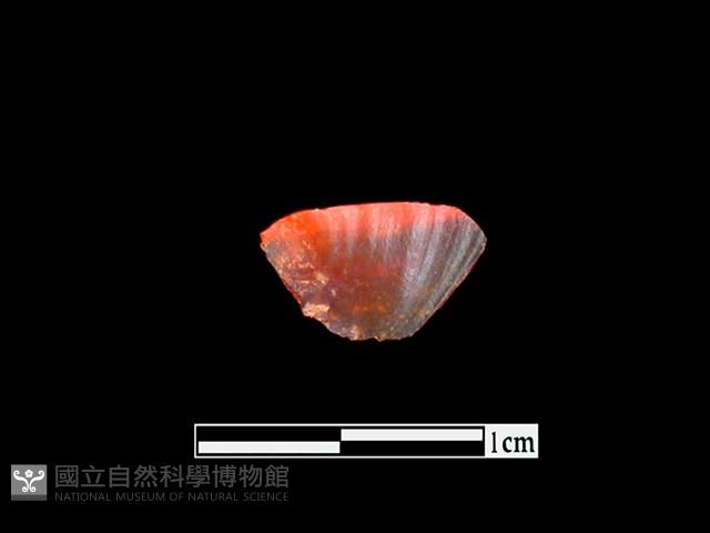 玉髓珠藏品圖，第1張