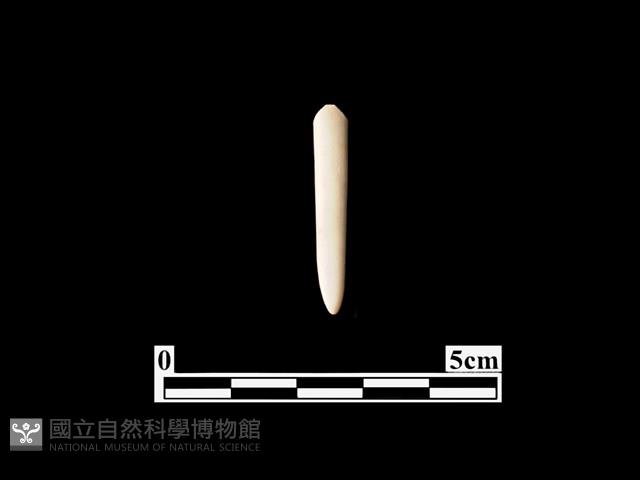 骨針藏品圖，第1張