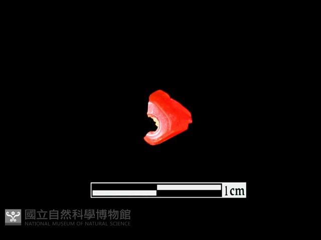 玉髓珠藏品圖，第1張