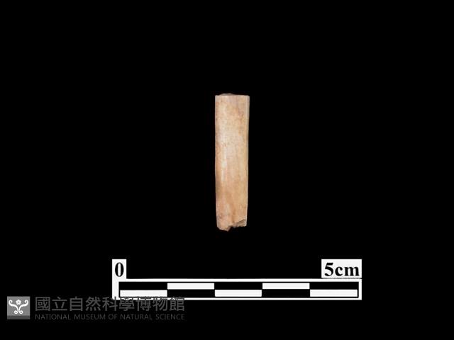 骨器藏品圖，第1張