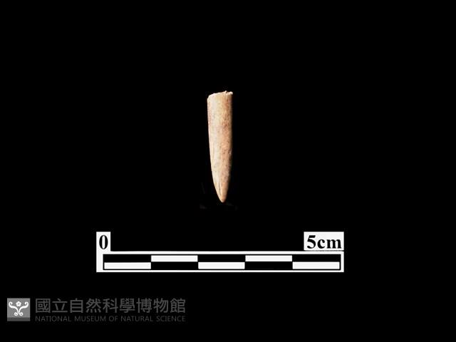 骨針藏品圖，第1張