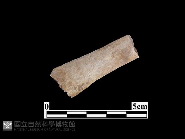 骨器藏品圖，第1張