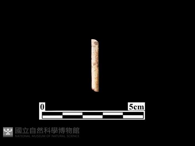 骨器藏品圖，第1張