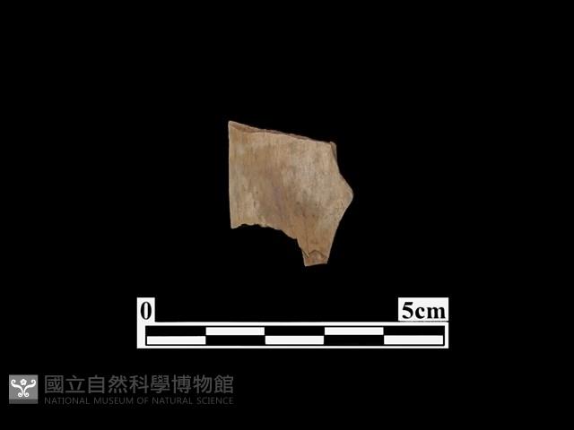 骨器藏品圖，第1張