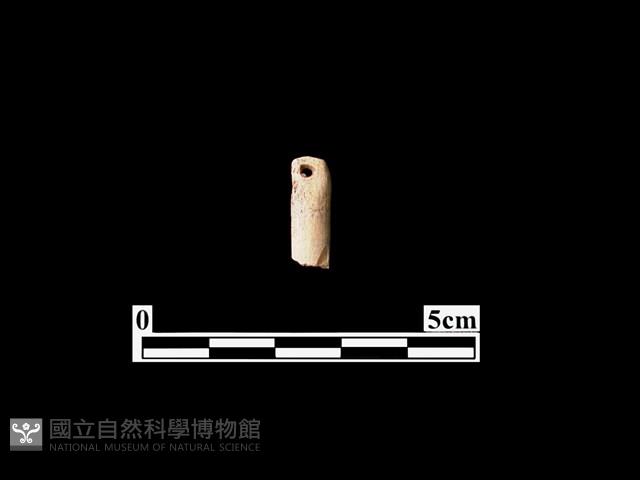 骨針藏品圖，第1張