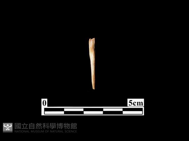 骨針藏品圖，第1張