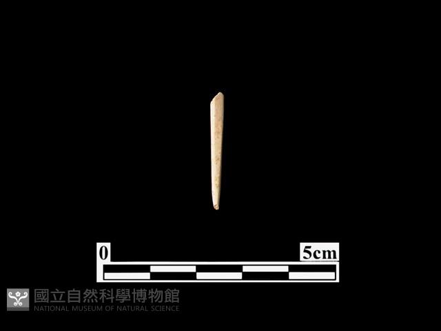 骨針藏品圖，第1張