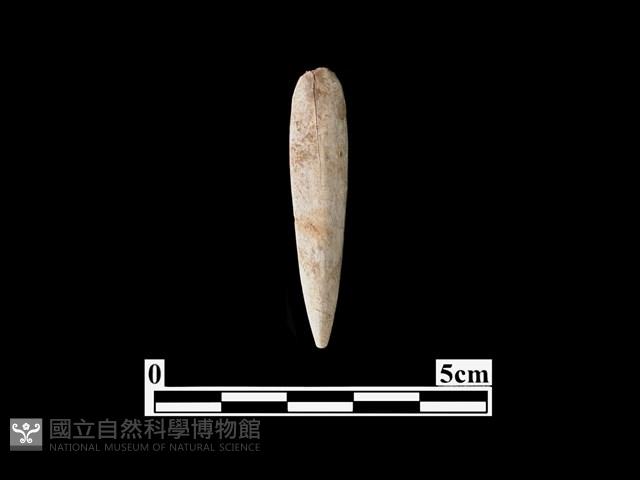 骨鏃藏品圖，第1張