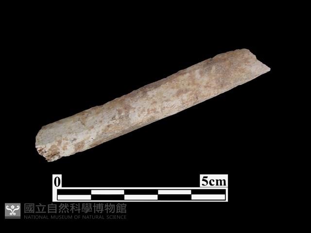 骨器藏品圖，第1張