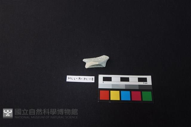 瓷片藏品圖，第4張