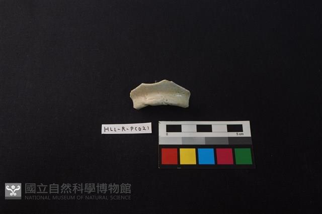 瓷片藏品圖，第3張