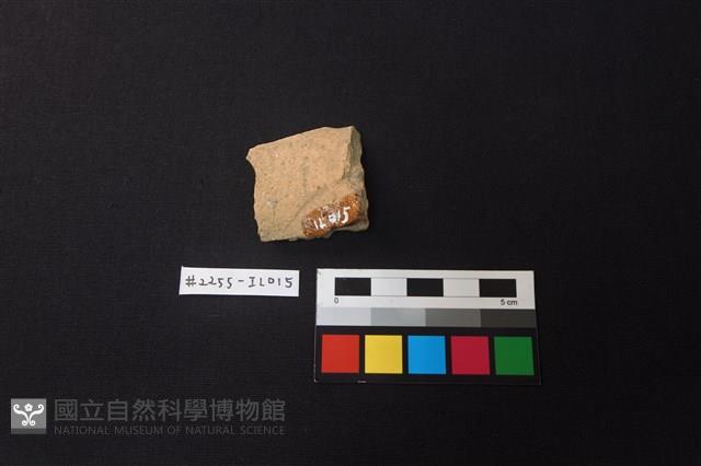 陶片藏品圖，第2張