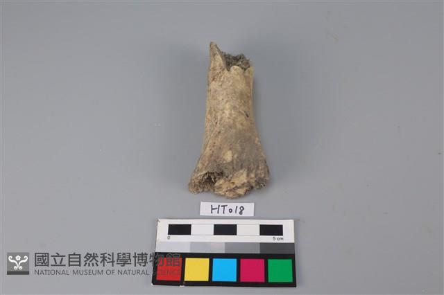 獸骨藏品圖，第2張
