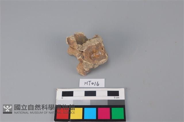 獸骨藏品圖，第2張