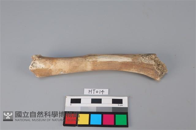 獸骨藏品圖，第2張