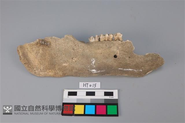 獸骨藏品圖，第2張